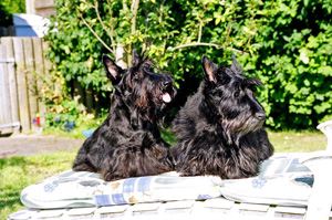 Luzi & Hermine